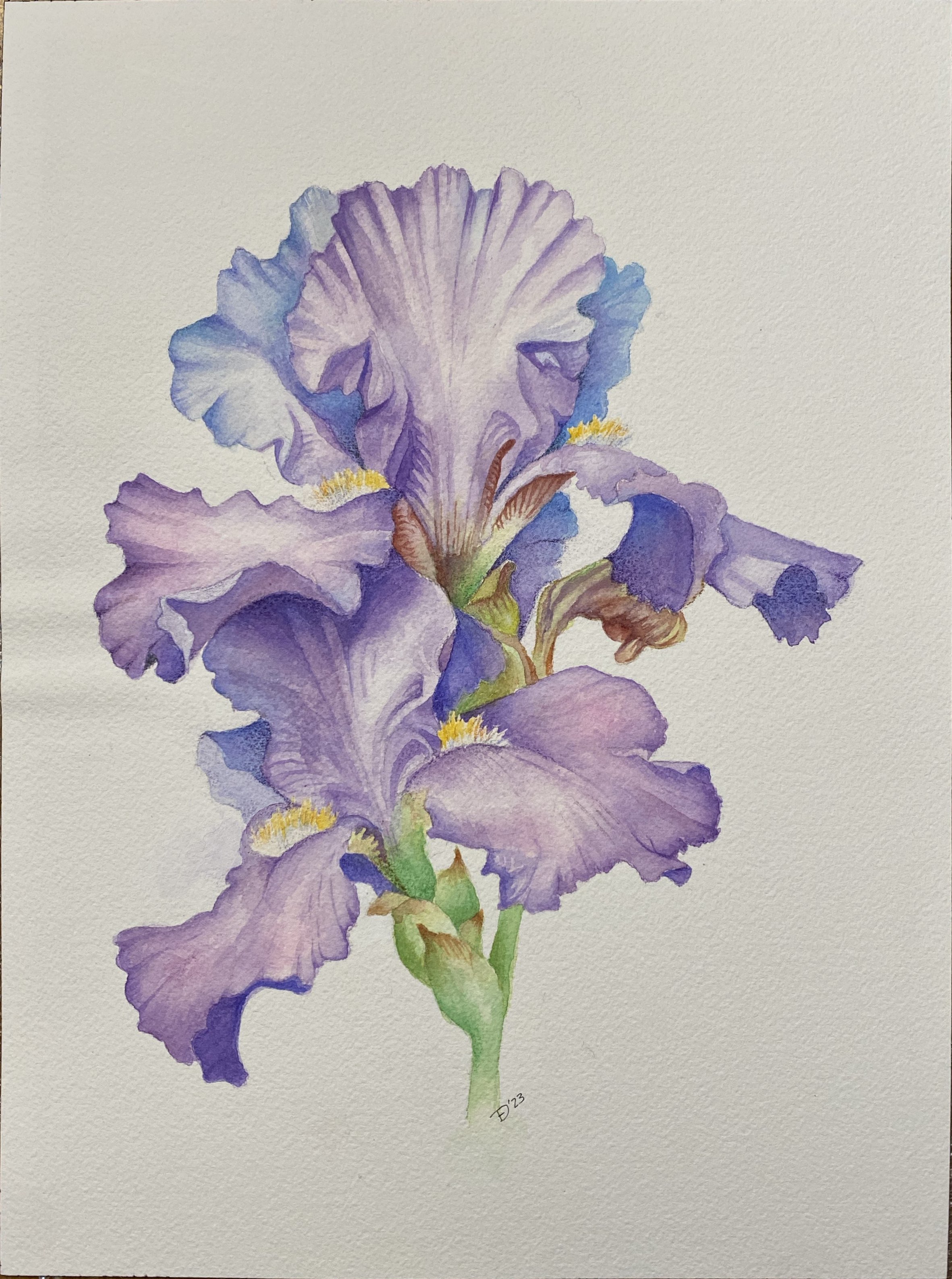 Iris in Watercolor